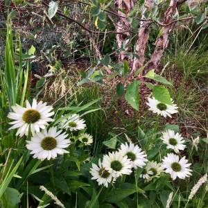 Echinacea purpurea 'Virgin' with Betula nigra (River birch)