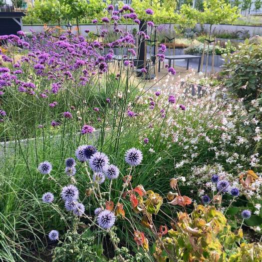 Echinops, verbena and gaura