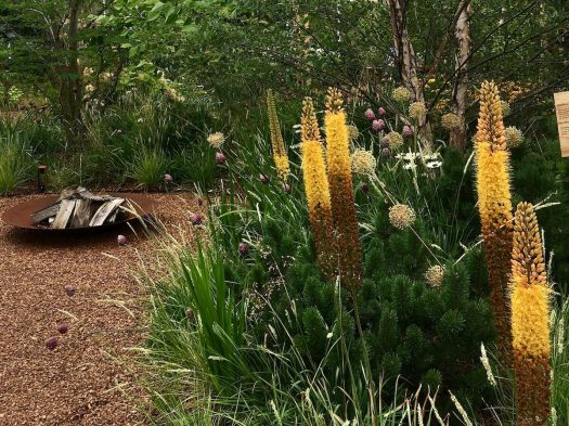 Eremurus x isabellinus 'Cleopatra' in a garden by a fire pit