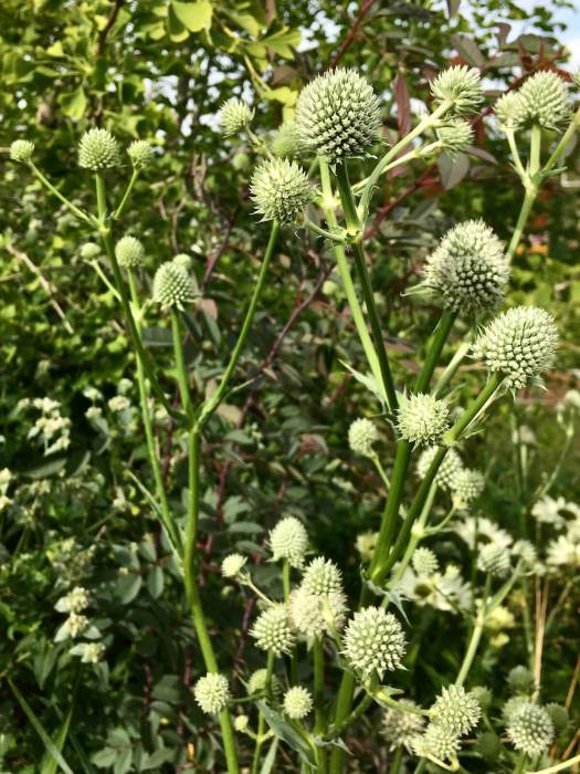 Eryngium yuccifolium (button snake-root)
