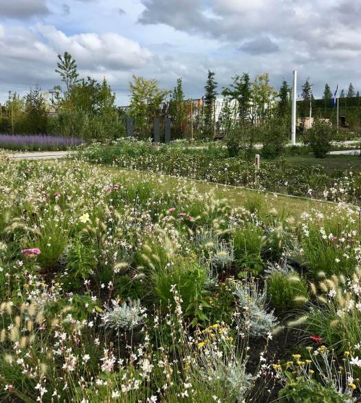 Ethereal planting of grasses and flowers at Floriade Expo 2022
