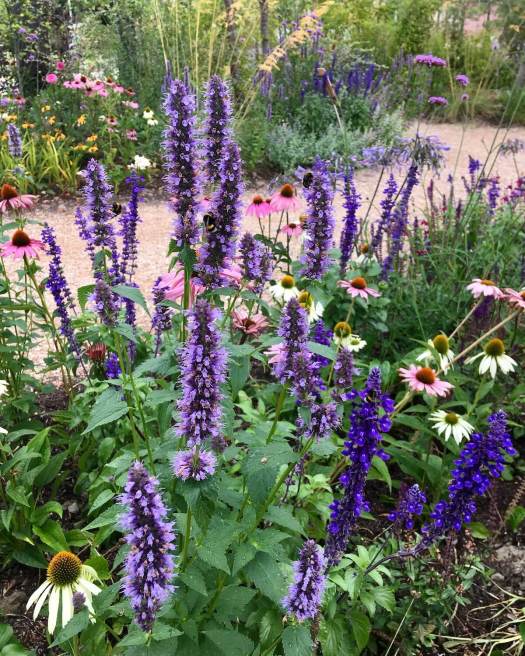 Path through flower border with agastache