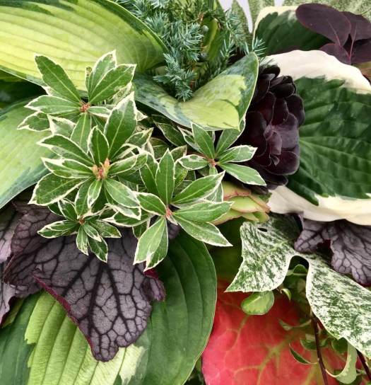 Arrangement of variegated foliage