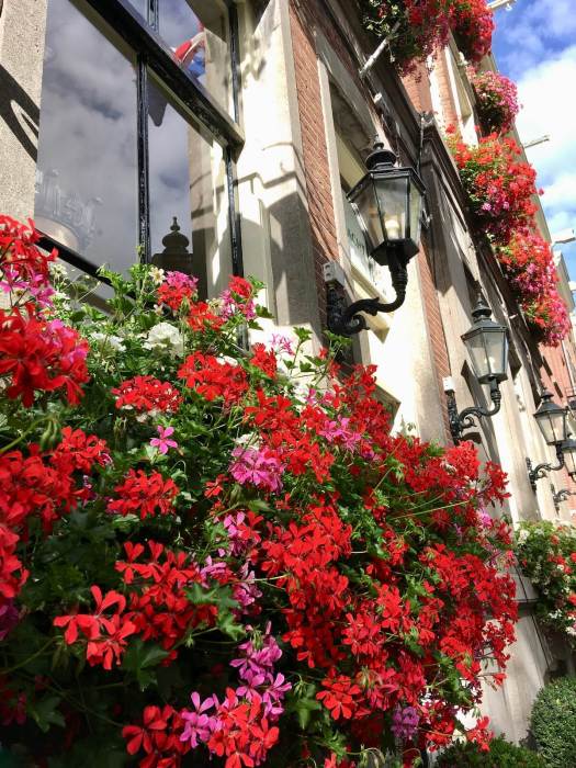 Geranium windowboxes