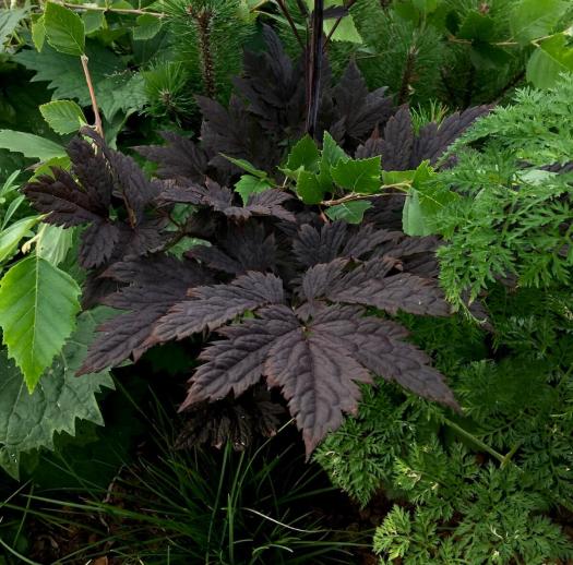 Green and purple foliage