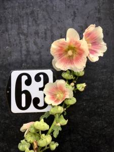 Hollyhocks by a black door numbered 63