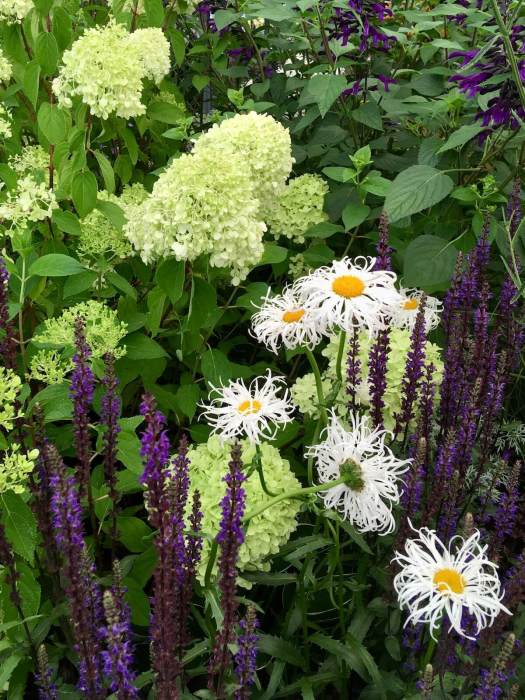 Hydrangea 'Limelight' with perennials