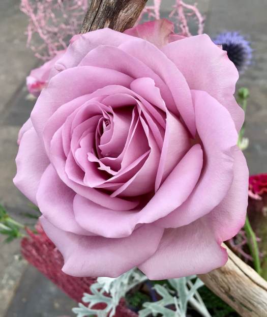 Lavender rose in a floral design