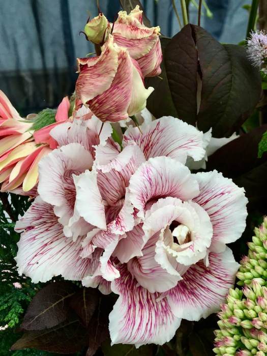 Dyed Double Lisianthus 'Alissa Beau Bordeaux'