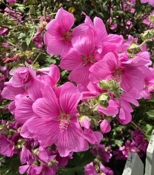 Malva × clementii 'Rosea'