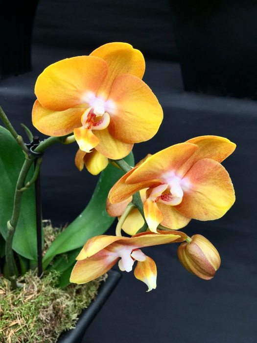 Yellow and brown orchid: Phalaenopsis 'Las Vegas'