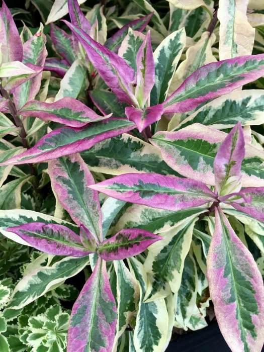 Phlox 'Olympus' with cream, green and purple foliage