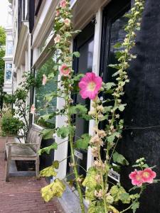 Pink hollyhocks along an Amsterdam street