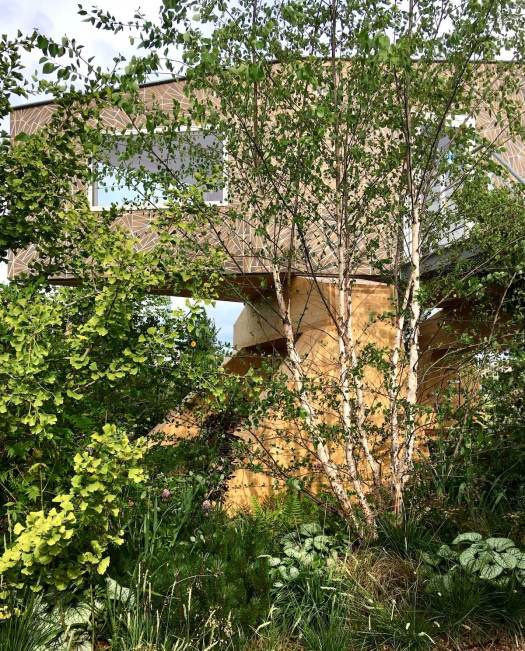 Ginkgo biloba and multi-stemmed river birch by The Rebel House