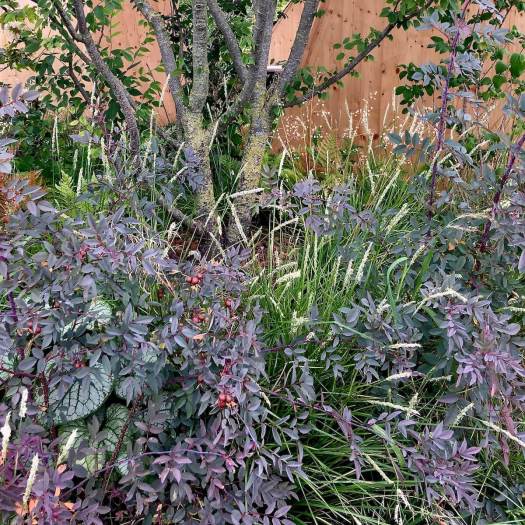 Rosa glauca has purple foliage and produces hips