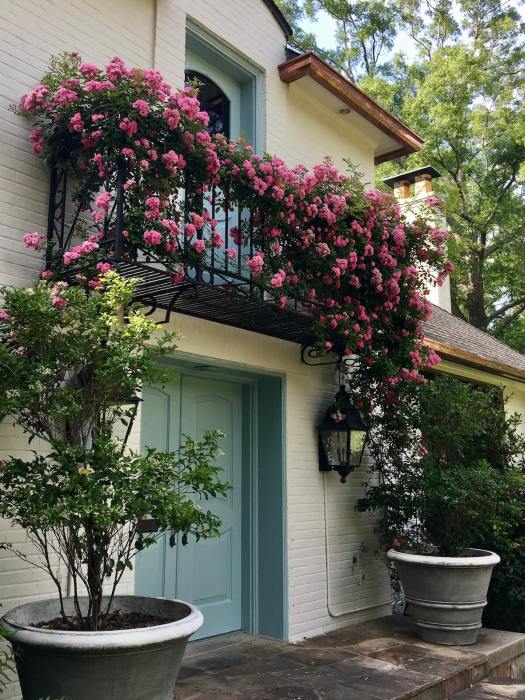 Rosa 'Peggy Martin' flowering on a balcony in Jackson MS