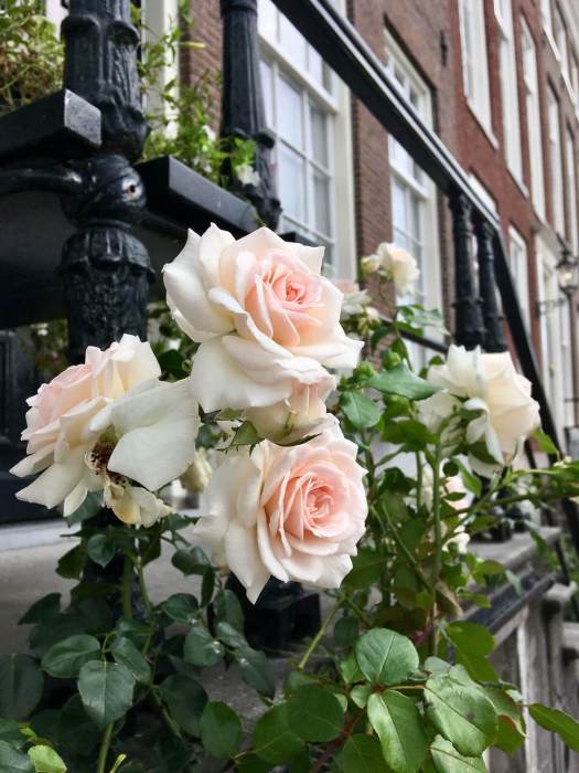 Amsterdam: Street Flowers and More – Susan Rushton