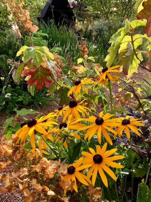 Rudbeckia 'Goldsturm' with Hydrangea quercifolia 'Snow Queen'