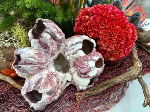 Beneath the Waves: Shell with Celosia cristata by Kid Whitehead