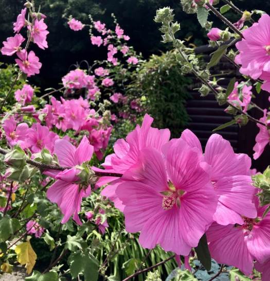 Pink tree mallow: Malva × clementii 'Rosea'