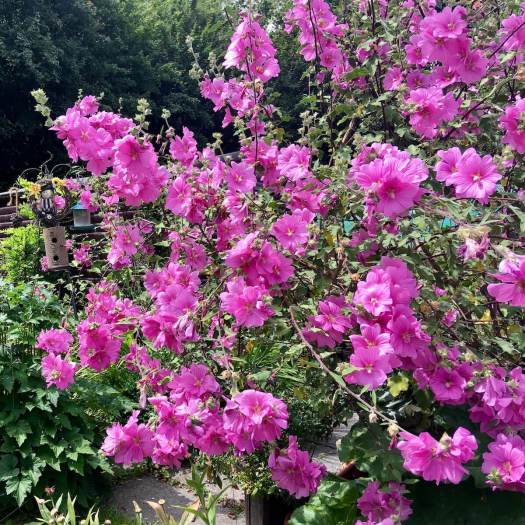 Pink flowers like a hollyhock but on a bushy plant
