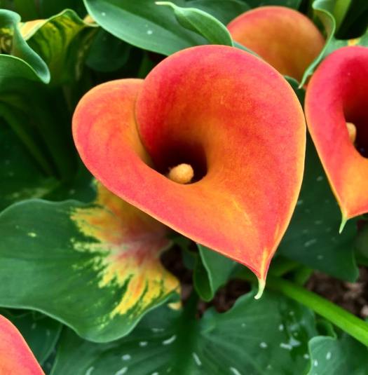 Zantedeschia 'Captain Brunello' is a variable orange form with yellow and orange leaf markings