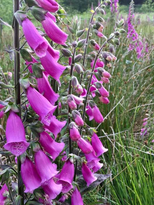 Foxgloves in a meadow