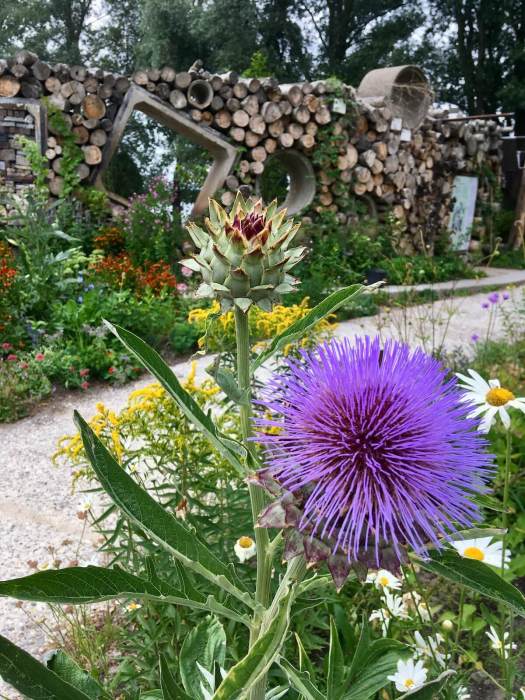 Flowers for pollinators in the Wilde Weelde garden