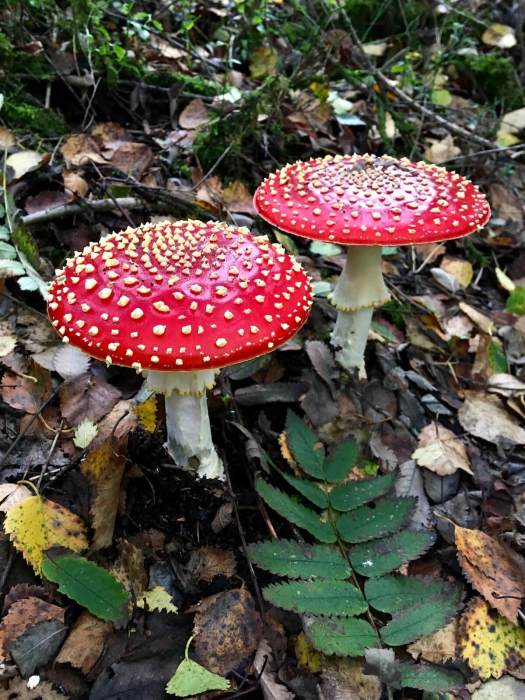 Red toadstool with white spots (Amanita muscaria)