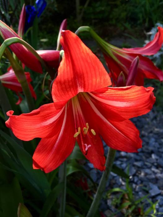Amaryllis at dusk