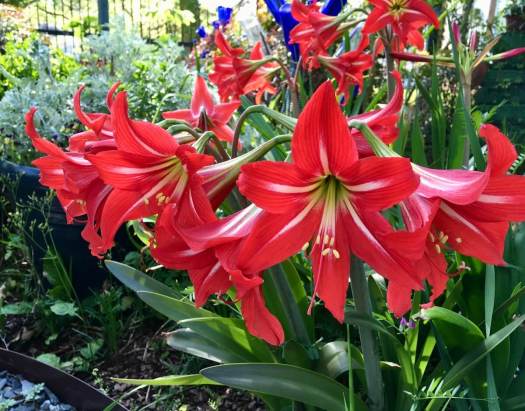 Red Amaryllis