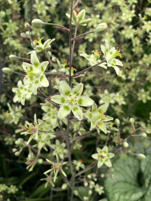 Anticlea elegans | Mountain deathcamas