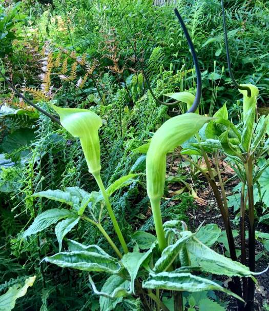 Arisaema tortuosum | whipcord cobra lily