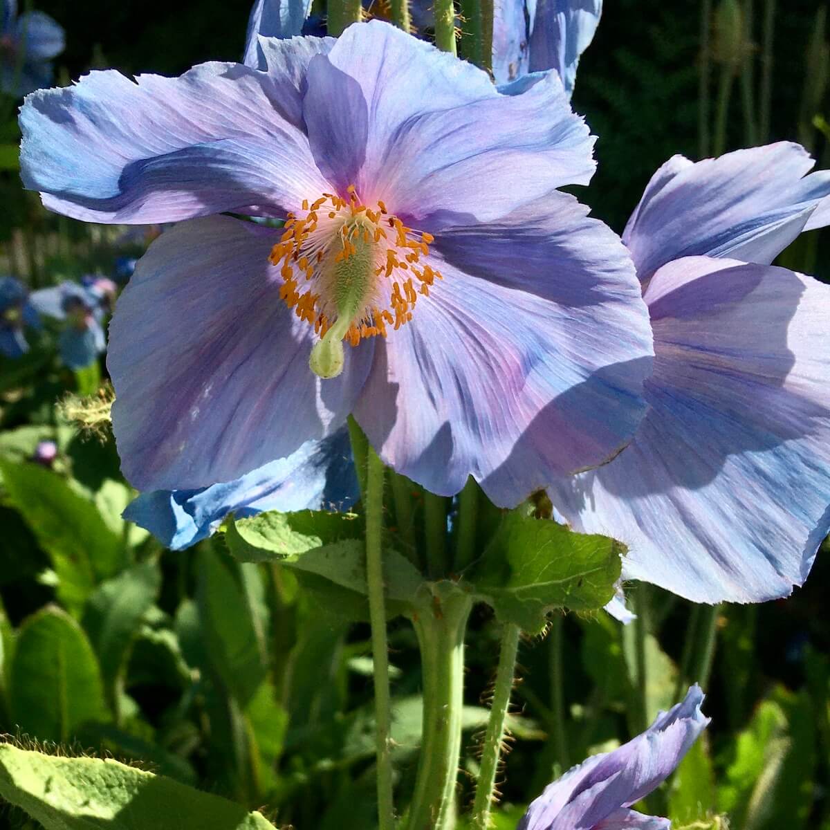 Misha & Puff ダブルパロマ blue flower Single Flower -Hollyhock- Middle Blue — Gallery Belleau