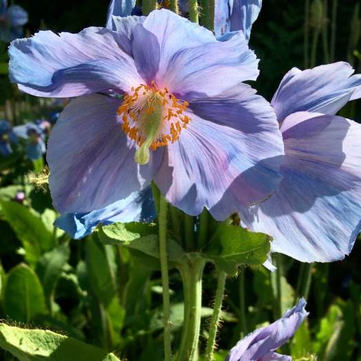 Blue poppy