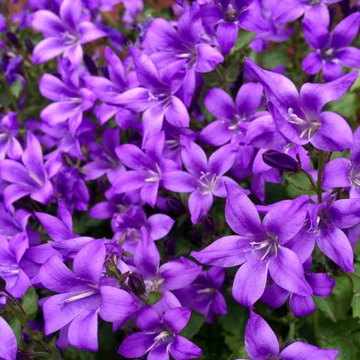 Campanula