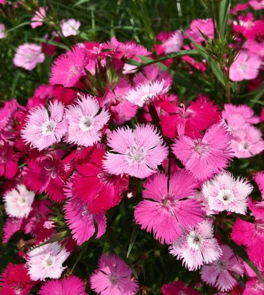 Dianthus (pinks)