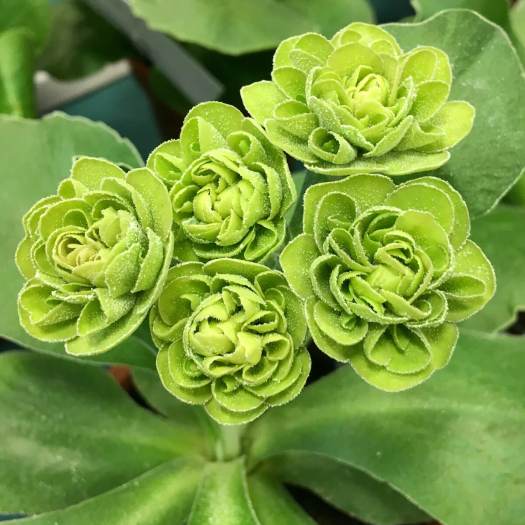 Double green primula auricula