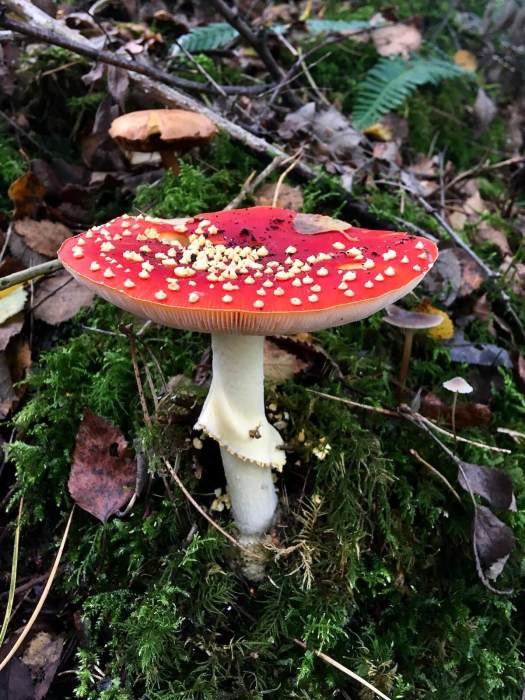 Fly agaric growing on moss with other toadstools