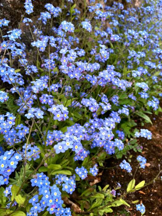 Forget-me-not