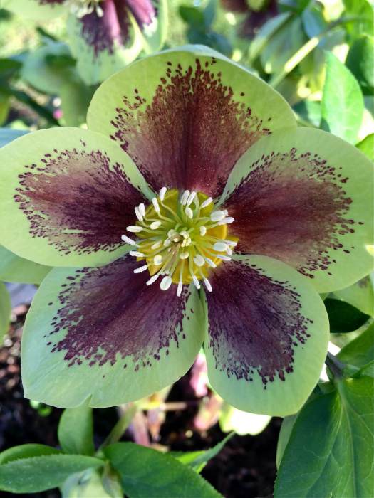 Green and purple hellebore