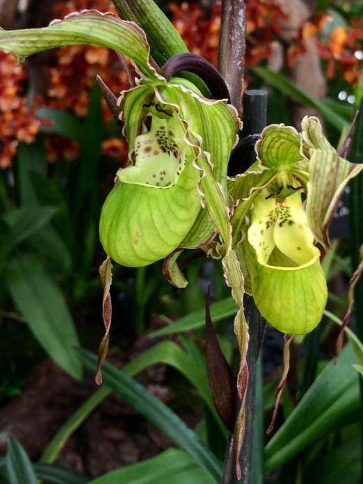 Green slipper orchid | Phragmipedium richteri
