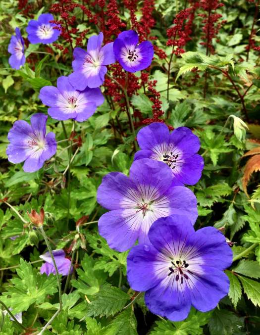 Hardy geranium