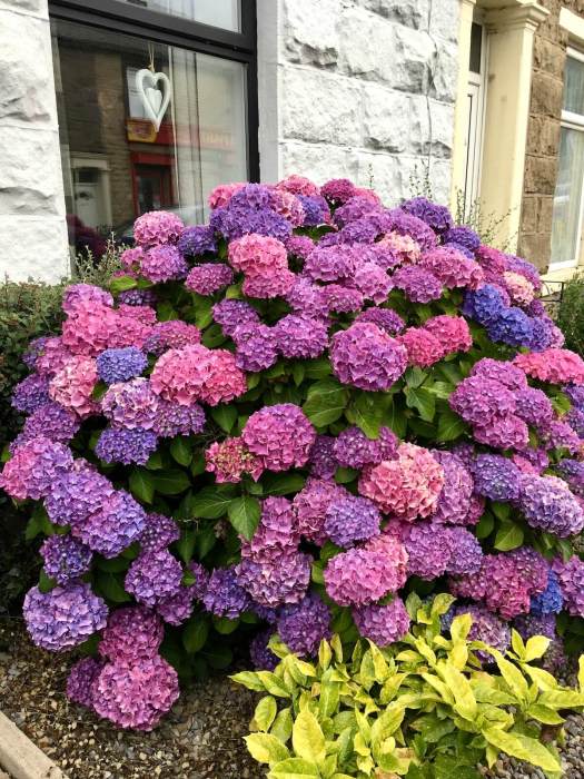 Hydrangea 1st July - pink/purple/blue