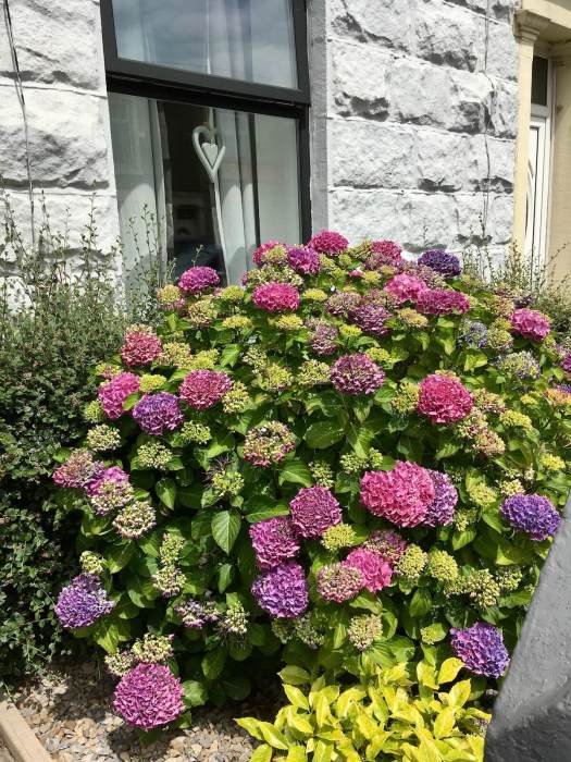 Hydrangea 17th June opening from green to pink/blue