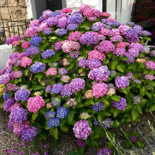 Hydrangea 25th June - pink/purple/blue