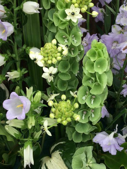 Moluccella laevis | Bells of Ireland