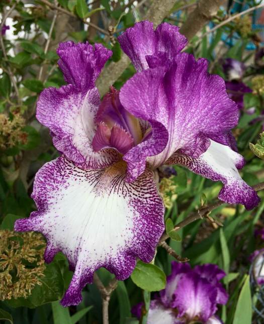 Purple and white bearded iris