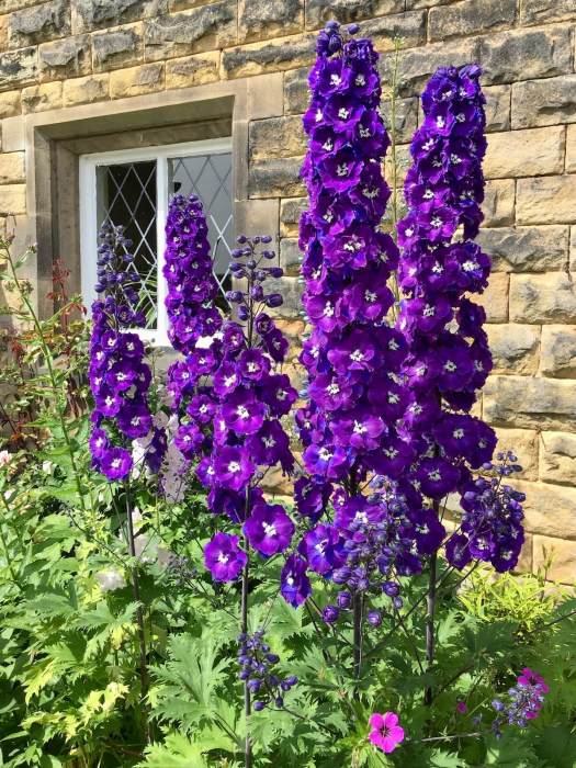 Purple delphinium