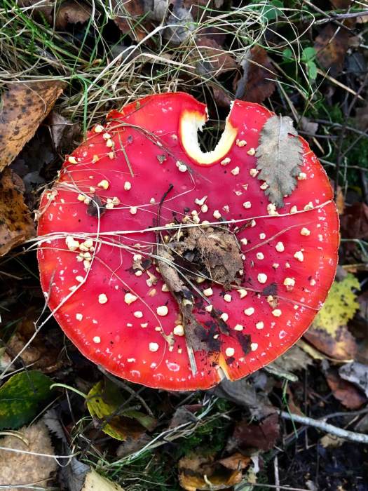 Red mushroom with white spots